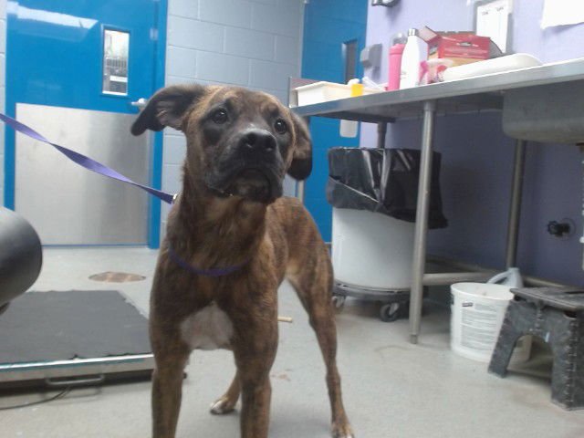 ROSIE - Dutch Shepherd available for adoption