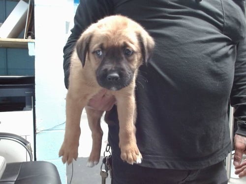 BOBBA - German Shepherd Dog available for adoption