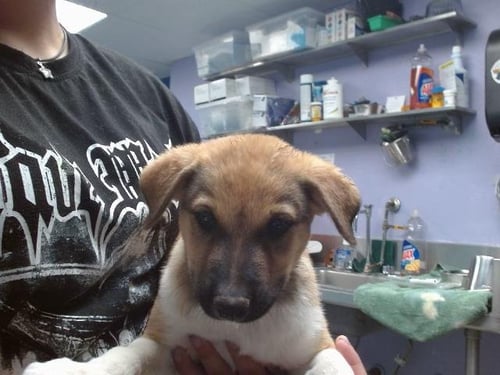 VALOR - Australian Shepherd available for adoption