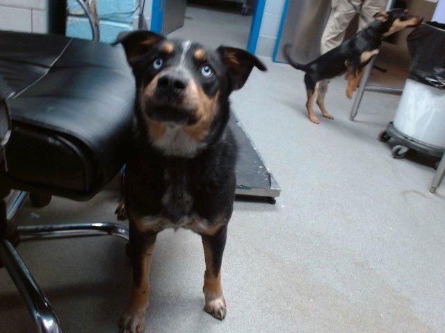 THORIN - Rottweiler available for adoption