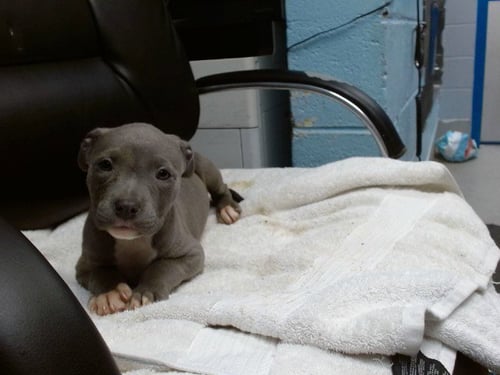 JESSE - American Pit Bull Terrier available for adoption