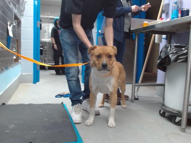 BRUNO - American Pit Bull Terrier available for adoption