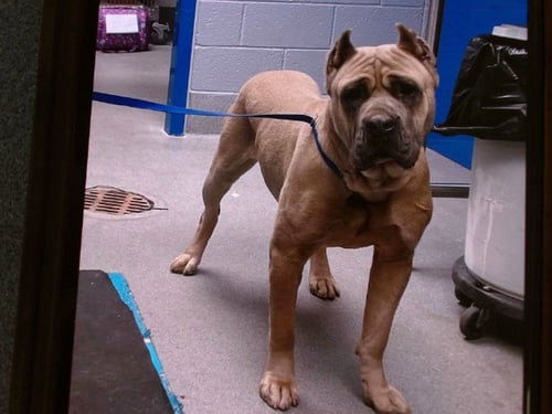 ANDY - Mastiff available for adoption