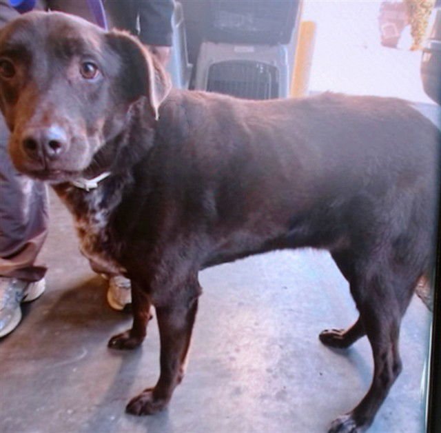 FRED - Labrador Retriever available for adoption