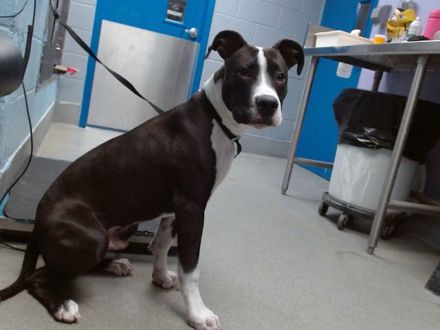 NICKO - American Pit Bull Terrier available for adoption