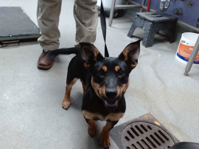 ROSE - Rottweiler available for adoption