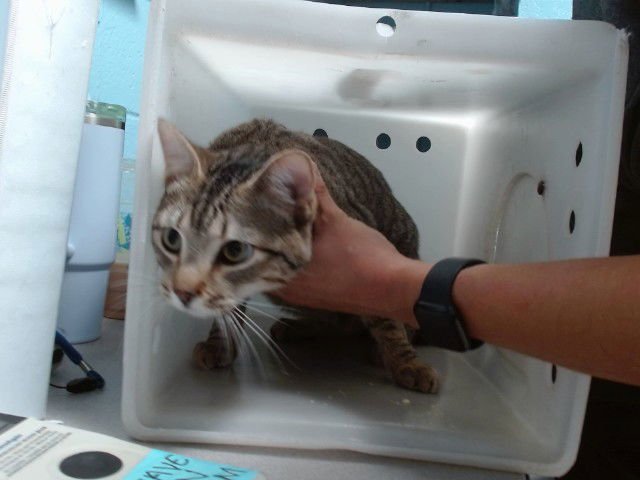 SILVER - Domestic Short Hair available for adoption