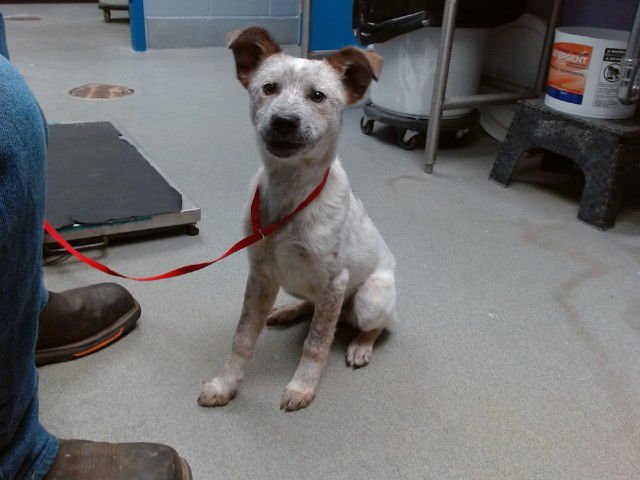 BUCK - Australian Cattle Dog/Blue Heeler available for adoption