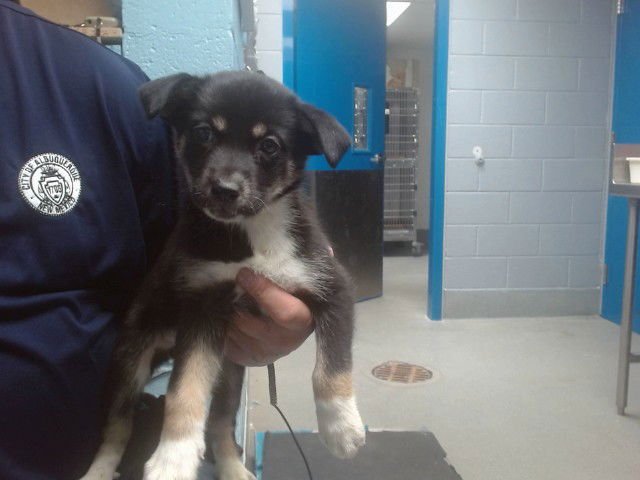 CHANNING - Collie available for adoption