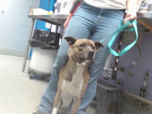 RANDY - Australian Cattle Dog/Blue Heeler available for adoption