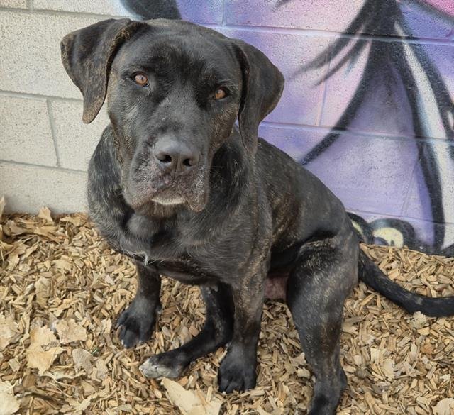 STORM - Presa Canario available for adoption
