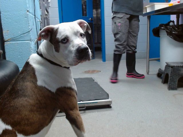 DRAKO - American Pit Bull Terrier available for adoption