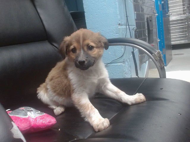 GIRLIE - Australian Cattle Dog/Blue Heeler available for adoption