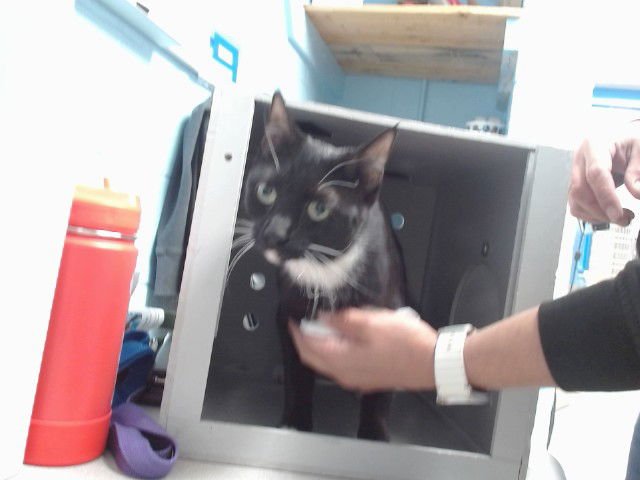 HELLO - Domestic Short Hair available for adoption