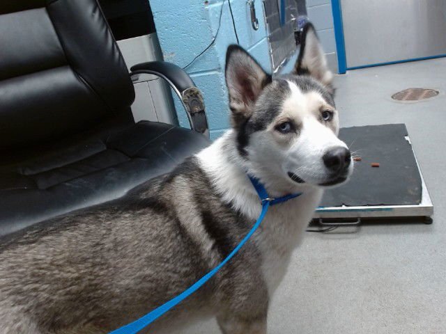SUSHI - Siberian Husky available for adoption