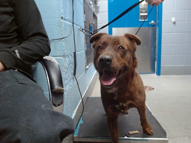 DOZER - Labrador Retriever available for adoption