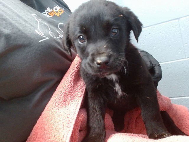 WILL - Labrador Retriever available for adoption