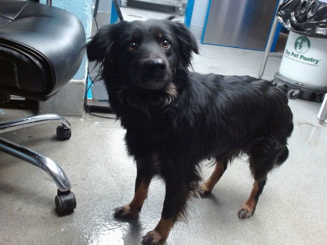 TULIP - Australian Kelpie available for adoption