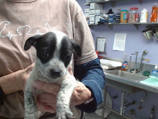 OAT - American Pit Bull Terrier available for adoption