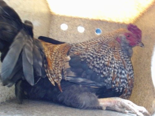 RANDY - Chicken available for adoption