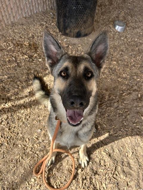 COFFEE - German Shepherd Dog available for adoption