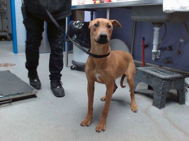 JADA - Boxer available for adoption