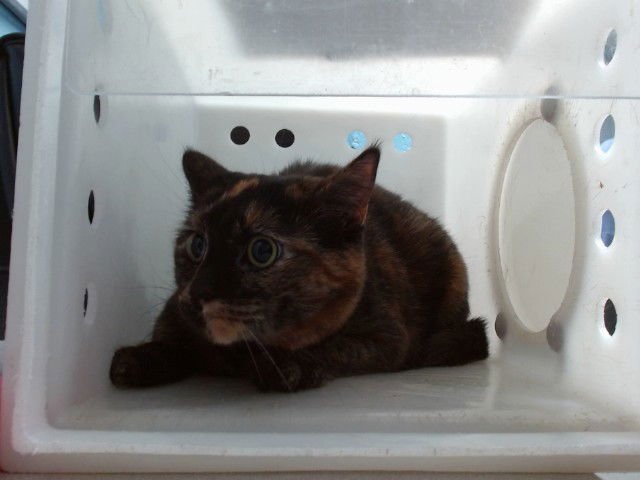 MOLLY - Domestic Short Hair available for adoption