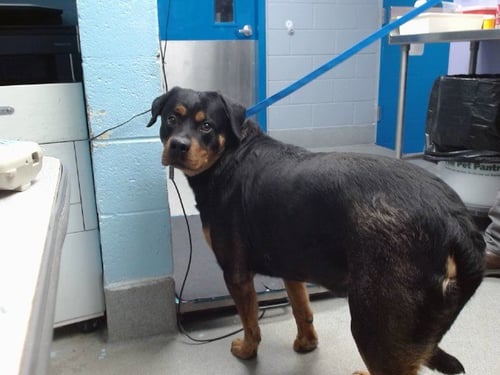 TIMMY - Rottweiler available for adoption