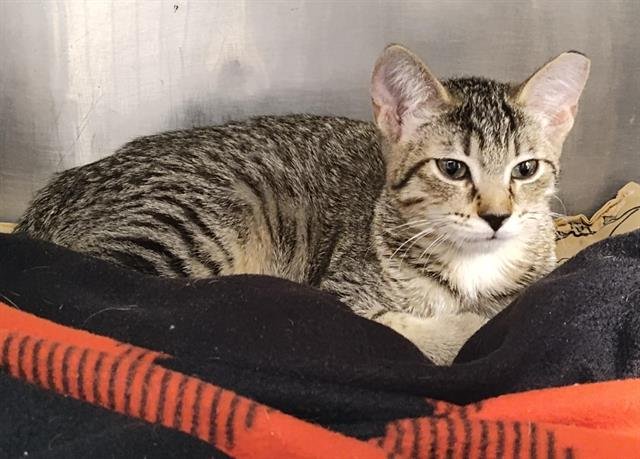 SALTED CARAMEL - Domestic Short Hair available for adoption