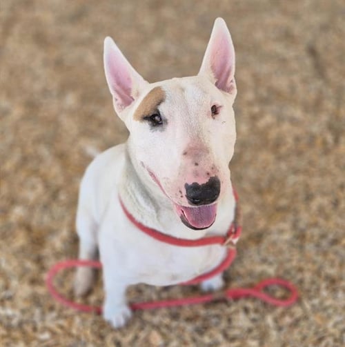 PRIMO - Bull Terrier available for adoption