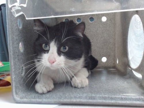 RIFF RAFF - Domestic Short Hair available for adoption
