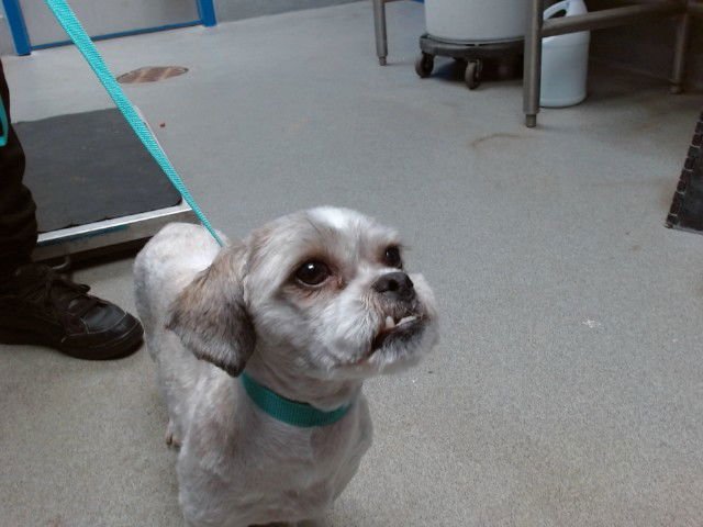 MARCUS - Shih Tzu available for adoption