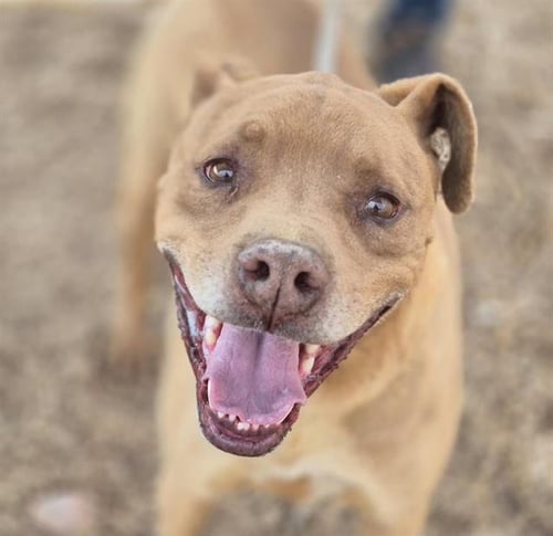 CHRISTMAS - American Pit Bull Terrier available for adoption