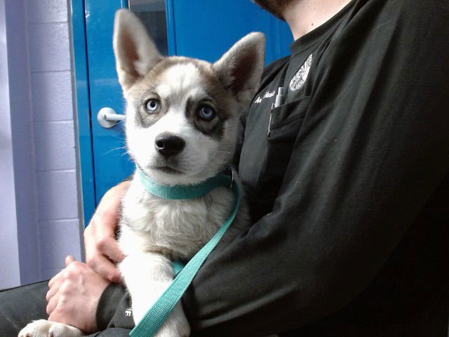 GUMDROP - Husky available for adoption