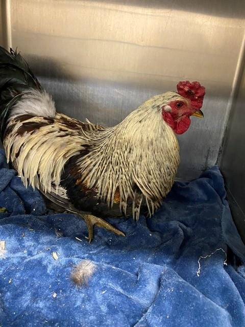 TOM - Chicken available for adoption