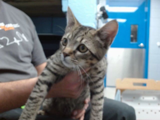 ERIC - Domestic Short Hair available for adoption