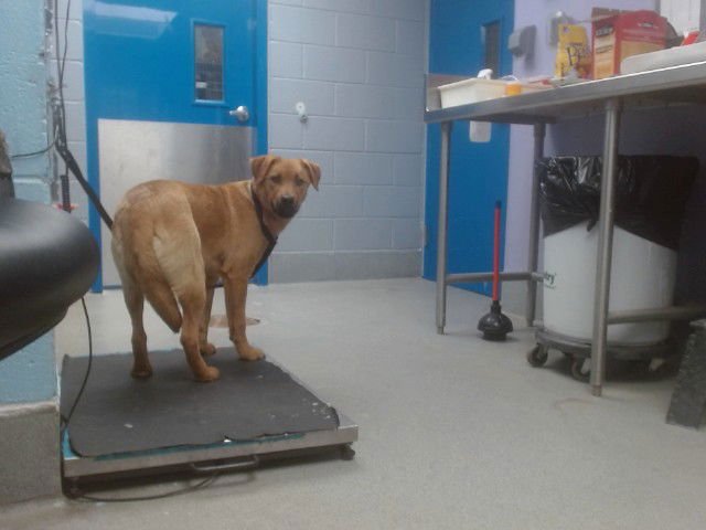 PETUNIA - Labrador Retriever available for adoption