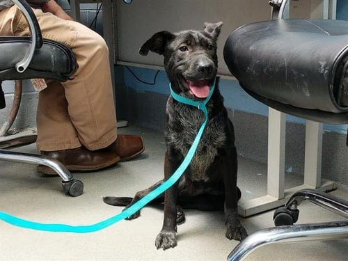 ANGIE - Australian Cattle Dog/Blue Heeler / Chinese Shar-Pei available for adoption