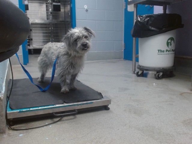 NIKKI - Glen of Imaal Terrier available for adoption