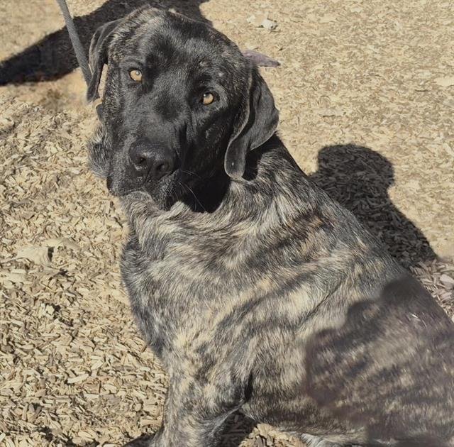 CAPTAIN HOOK - Mastiff available for adoption