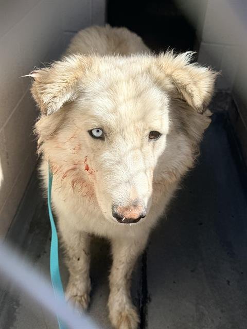 TIGGY - Great Pyrenees available for adoption