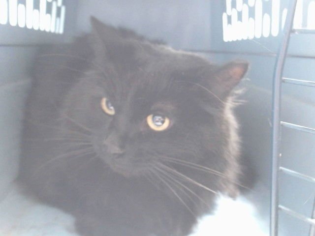 SALEM - Domestic Medium Hair available for adoption