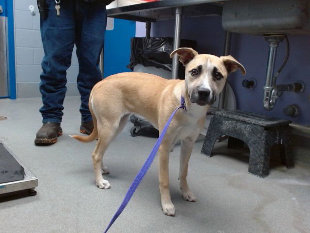 NUGGET - Labrador Retriever available for adoption