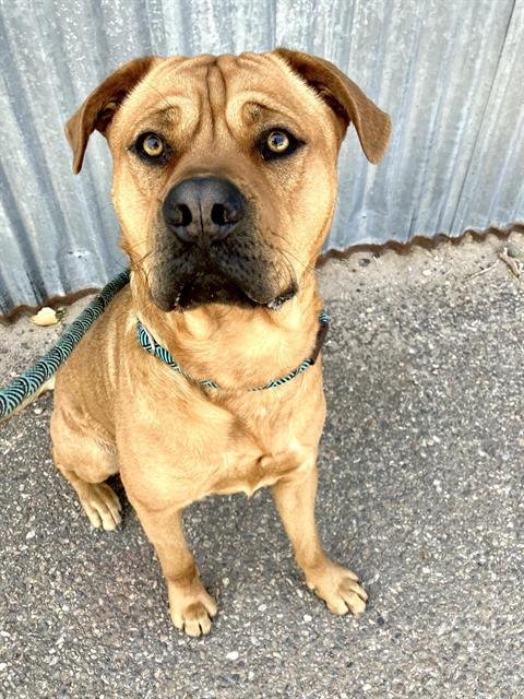 SCOOBY - Rottweiler / Rhodesian Ridgeback available for adoption