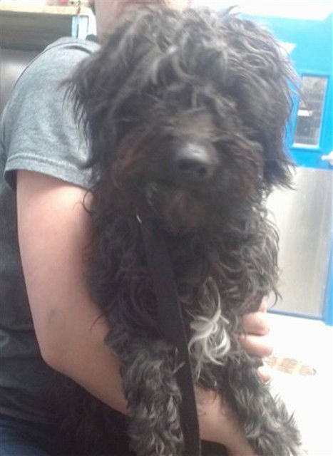 PEGGY - Poodle (Miniature) available for adoption