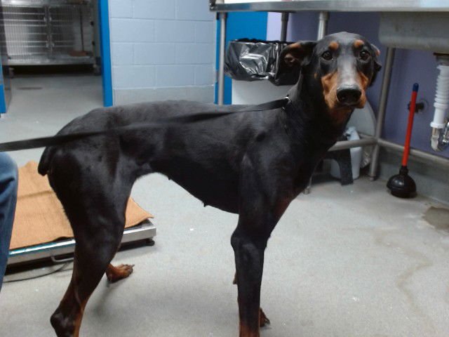 CANDY - Doberman Pinscher available for adoption