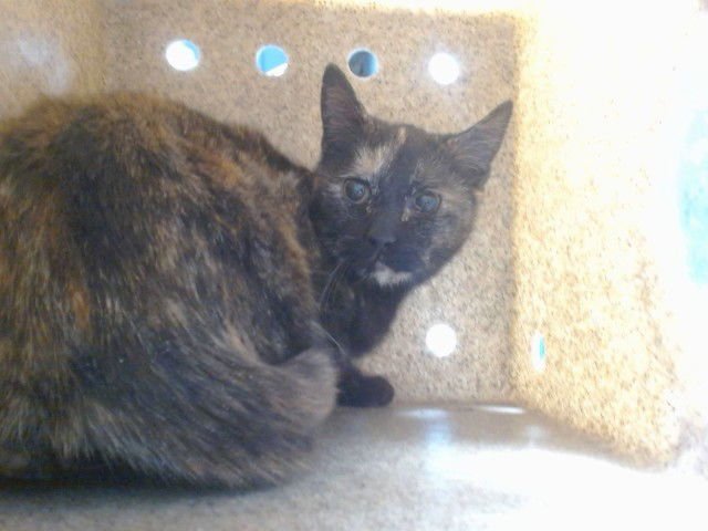 FLOWER - Domestic Short Hair available for adoption