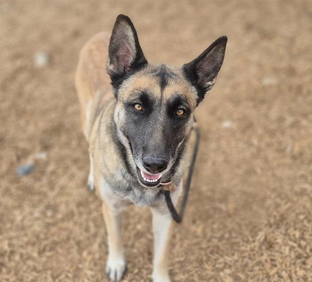 MARLY - Belgian Shepherd Malinois available for adoption