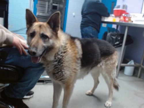 CHUCHO - German Shepherd Dog available for adoption