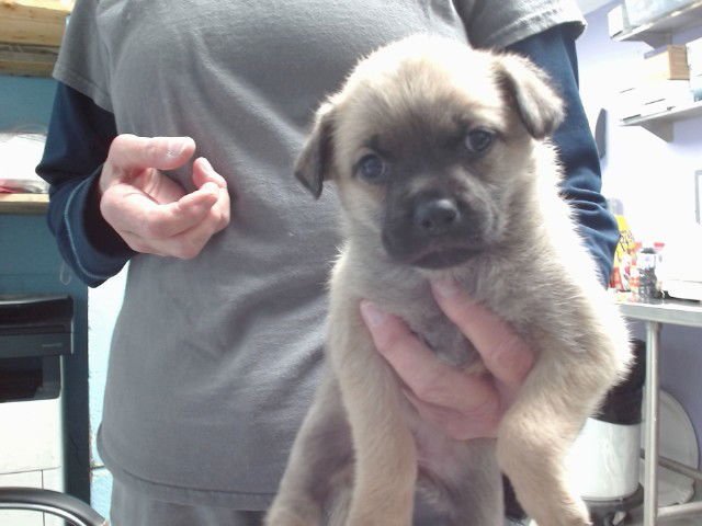 BLANCHE - German Shepherd Dog available for adoption